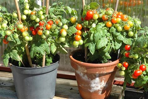 7 главных правил как пасынковать томаты в теплице и в открытом грунте