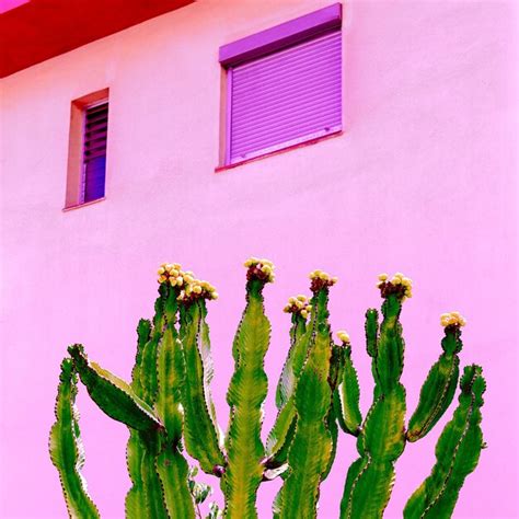 Plantas En Concepto Rosa Cactus En Pared Rosa Foto Premium