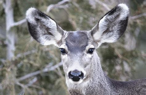 Mule Deer - Description, Habitat, Image, Diet, and Interesting Facts