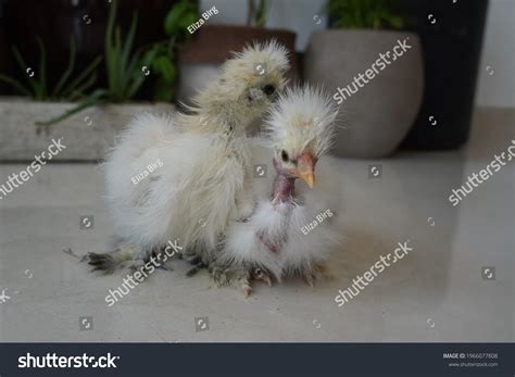 Naked Neck Silkie Showgirl Chicks White Stock Photo Shutterstock
