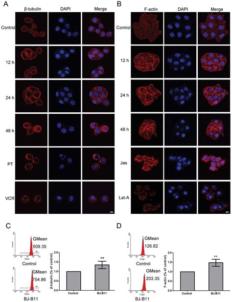 The Selective Hsp90 Inhibitor Bj B11 Exhibits Potent Antitumor Activity