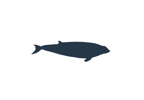 Cuviers Beaked Whale Whale And Dolphin Conservation