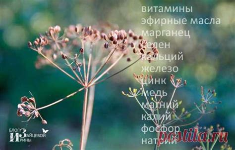 Семена укропа. Полезные свойства. Лечение. Применение. Противопоказан ...