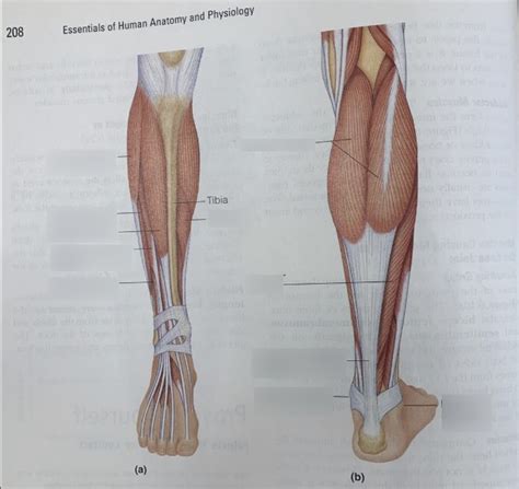 Lower Leg Muscles Diagram | Quizlet
