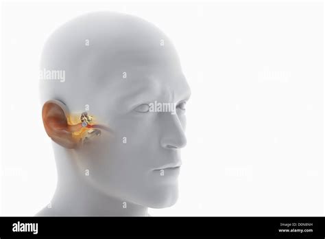 human ear canal