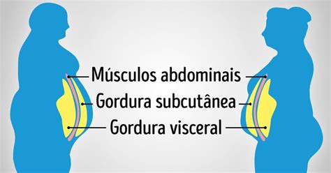 O Que é Gordura Visceral E Por Que é Importante Reduzi La Incrível