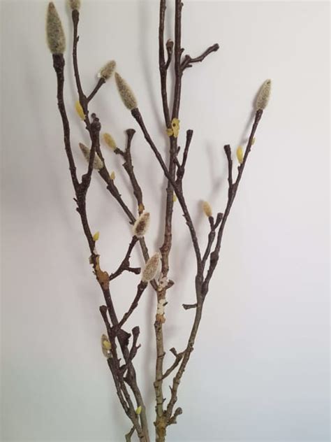 Artificial Pussy Willow Decorative Accessories Gumtree Australia Swan Area Gidgegannup