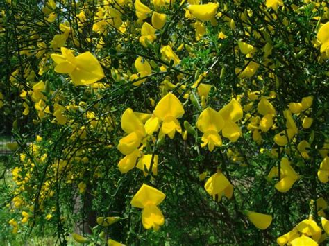 Plantes Et Fleurs Jaunes Pratique Fr