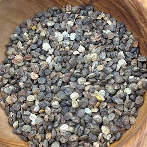 Lupinus microcarpus - Chick Lupine – I Heart California Native Plants