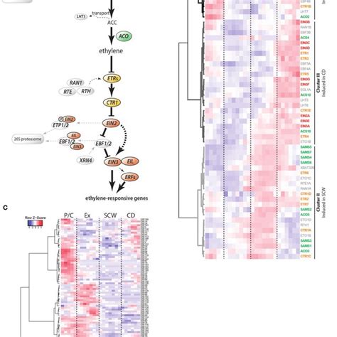 Stem Expression Pattern Of Ethylene Pathway Genes A Schematic Download Scientific Diagram