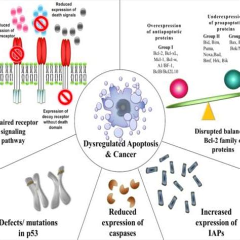 (PDF) Apoptosis in cancer: from pathogenesis to discovery of advanced ...