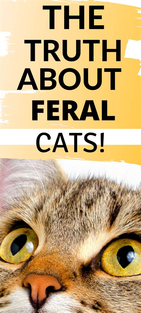 What You Actually Need To Know About Feral Cats Artofit