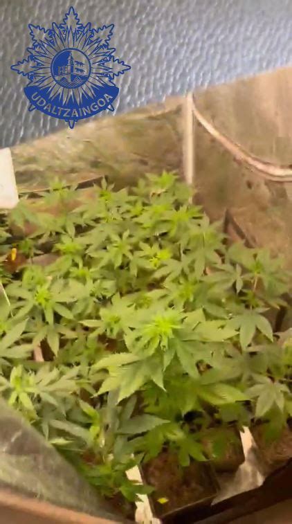 Desmantelada en Bilbao una plantación de marihuana en una lonja del