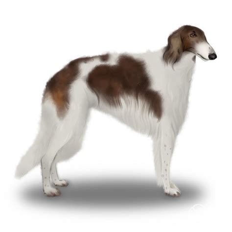 borzoi breed information owners guide tips facts