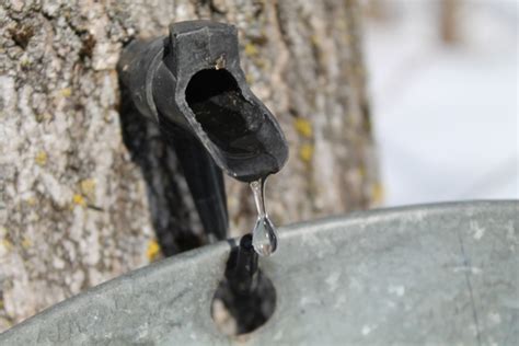 Think Spring And Phenologically Northwoods Wildlife Center