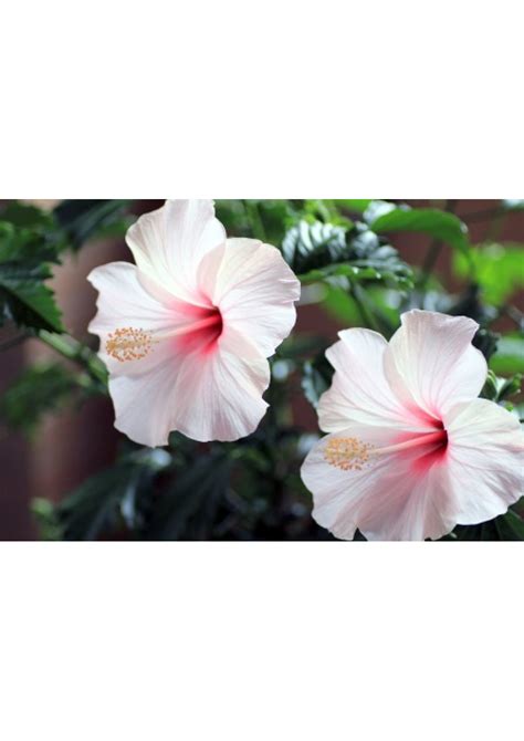 Купить Гибискус Бледно-розовый в Калининграде по низкой цене