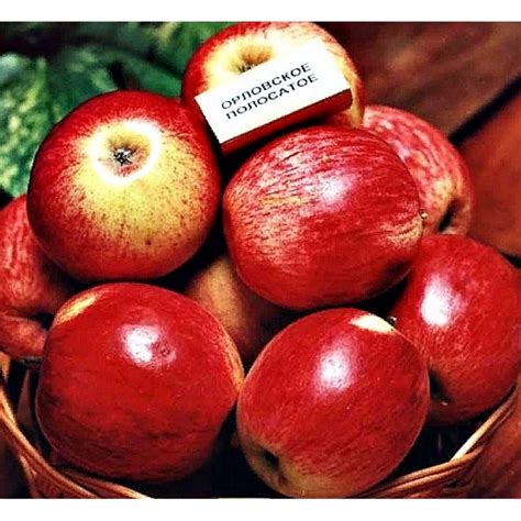Яблоня Орловское полосатое купить во Владимире в питомнике растений Мосино