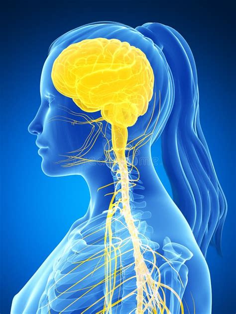 Side View FeMale Brain Anatomy With Nervous System Stock Illustration