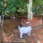 I Have Lost All Desire For Feeling PERFECT PUSSY