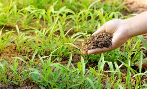 Natural Fertilizers Uses And Benefits Of Natural Fertilizers Gardender