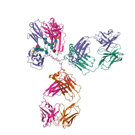 RCSB PDB - 1IGY: STRUCTURE OF IMMUNOGLOBULIN