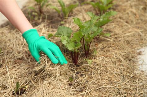 When to Plant Beets » Best Times for Success