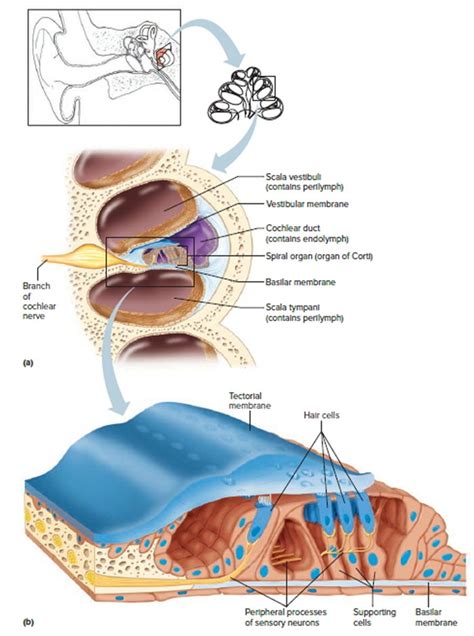 ototoxicity drugs  signs symptoms diagnosis treatment