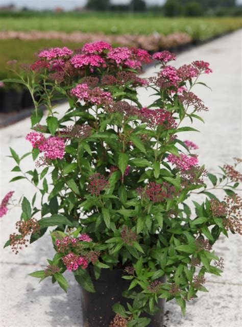 Спирея японская Дартс Ред (Spiraea japonica Dart's Red),купить спирею ...