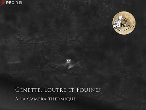 Loutre Genette Et Fouines La Cam Ra Thermique Site De Frederic