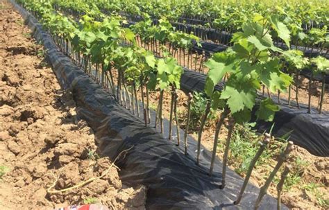 ghid de instalare  foliei de mulcire horticola blogul verde pentru