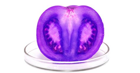 Usda Approves Gmo Purple Tomato With Brain Boosting And Cancer Fighting
