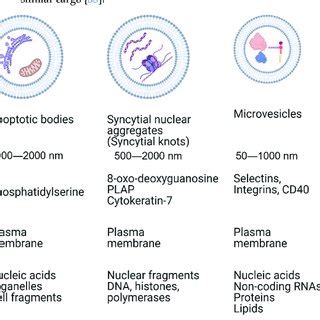 Characteristics Of Extracellular Vesicles Based On Size Surface Marker