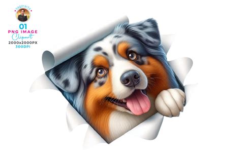 Australian Shepherd Peeking Clipart Png Graphic By Sagorarts · Creative