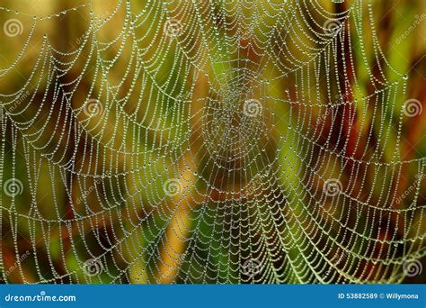 Spiderweb Stock Image Image Of Spider Goats Arachnid 53882589