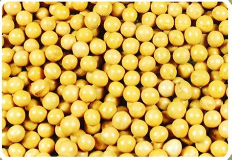 organic high-protein soybean,China Beidahuang price supplier - 21food