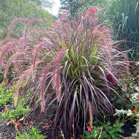 Pennisetum setaceum ‘Rubrum’ - Cavano's Perennials