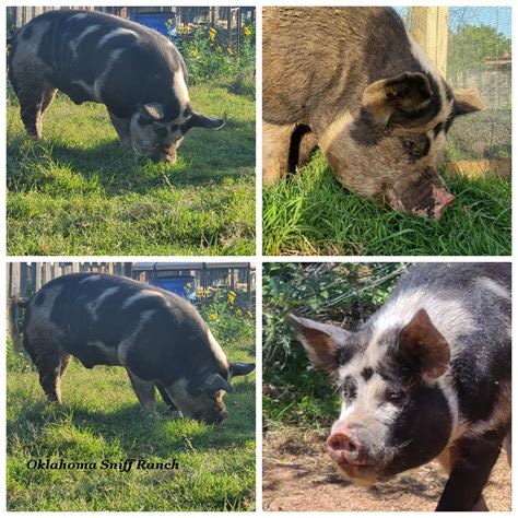 Breed Standard Comparisons Idaho Pasture Pig Registry LLC