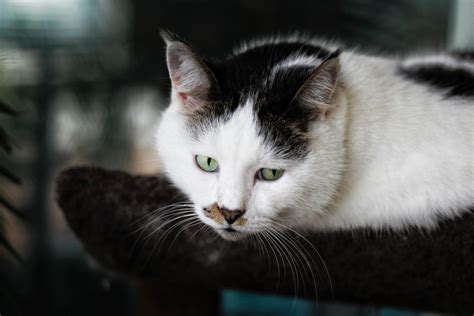 Free Images : small to medium sized cats, mammal, whiskers, felidae
