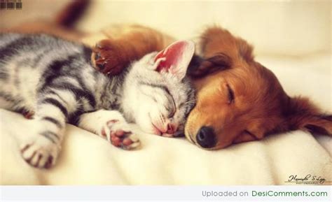 Cute Pets - Desi Comments