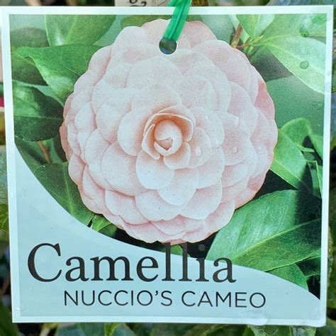 Camellia Nuccio S Cameo 4L Springvale Garden Centre