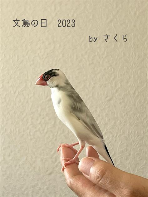 文鳥の日のさくら 夢みる文鳥