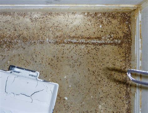 The Worst Case of Bed Bug Infestation. | Pest Control of Bed Bugs