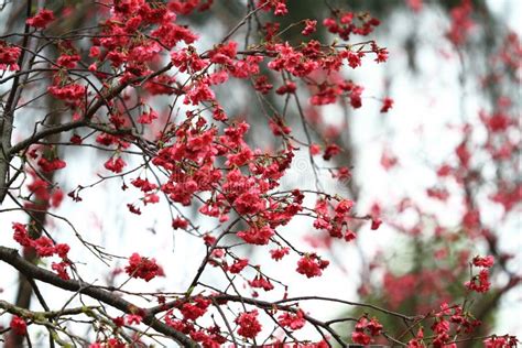 The Cherry Blossoms In Full Bloom At Cheung Chau 5 March 2011 Stock