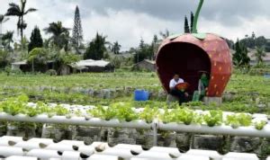 Wisata Menyenangkan Petik Strawberry Di Puncak Pass Farm Bogor