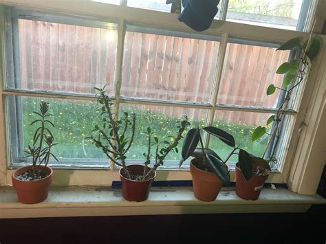 My houseplant collection. : r/houseplants