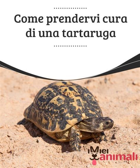 Come Prendervi Cura Di Una Tartaruga Tartarughe Cuccioli Di