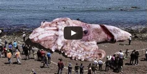 How To Fishing: 48 METERS GIANT SQUID FOUND IN CALIFORNIA? JANUARY 10, 2014 (EXPLAINED)