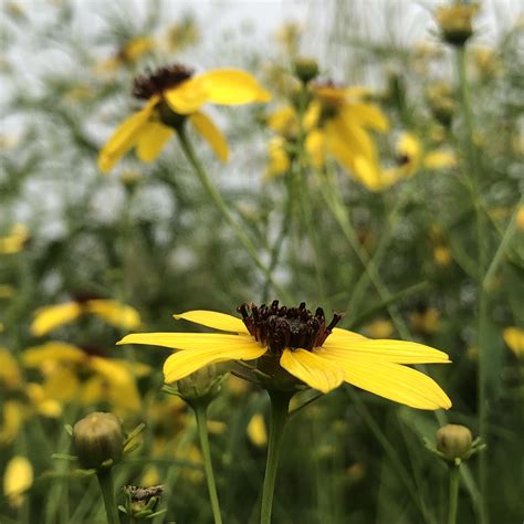 Helianthus divaricatus – Gino's Nursery