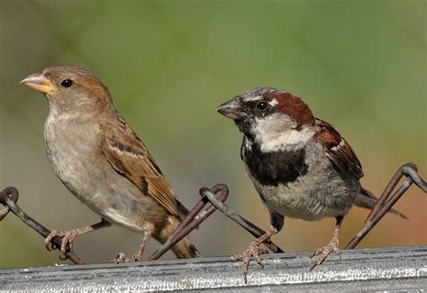 Male and Female House Sparrow | House sparrow, Female house sparrow, Female sparrow