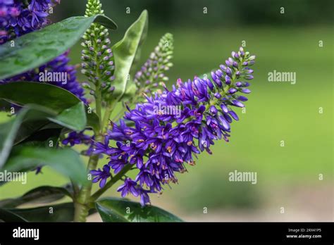 Close Up Of A Purple Hebe Flower In Bloom Stock Photo Alamy